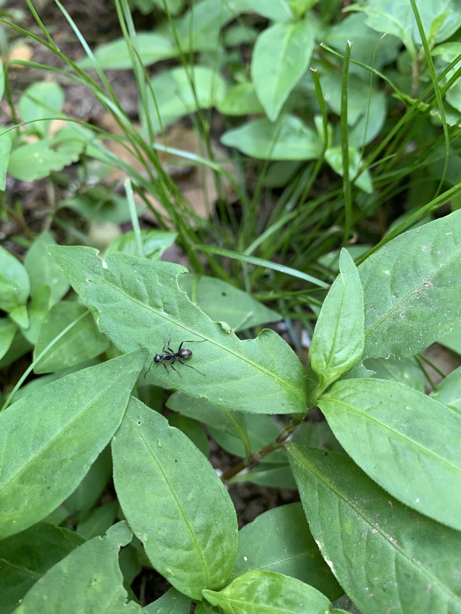 Image of SIlky Ant