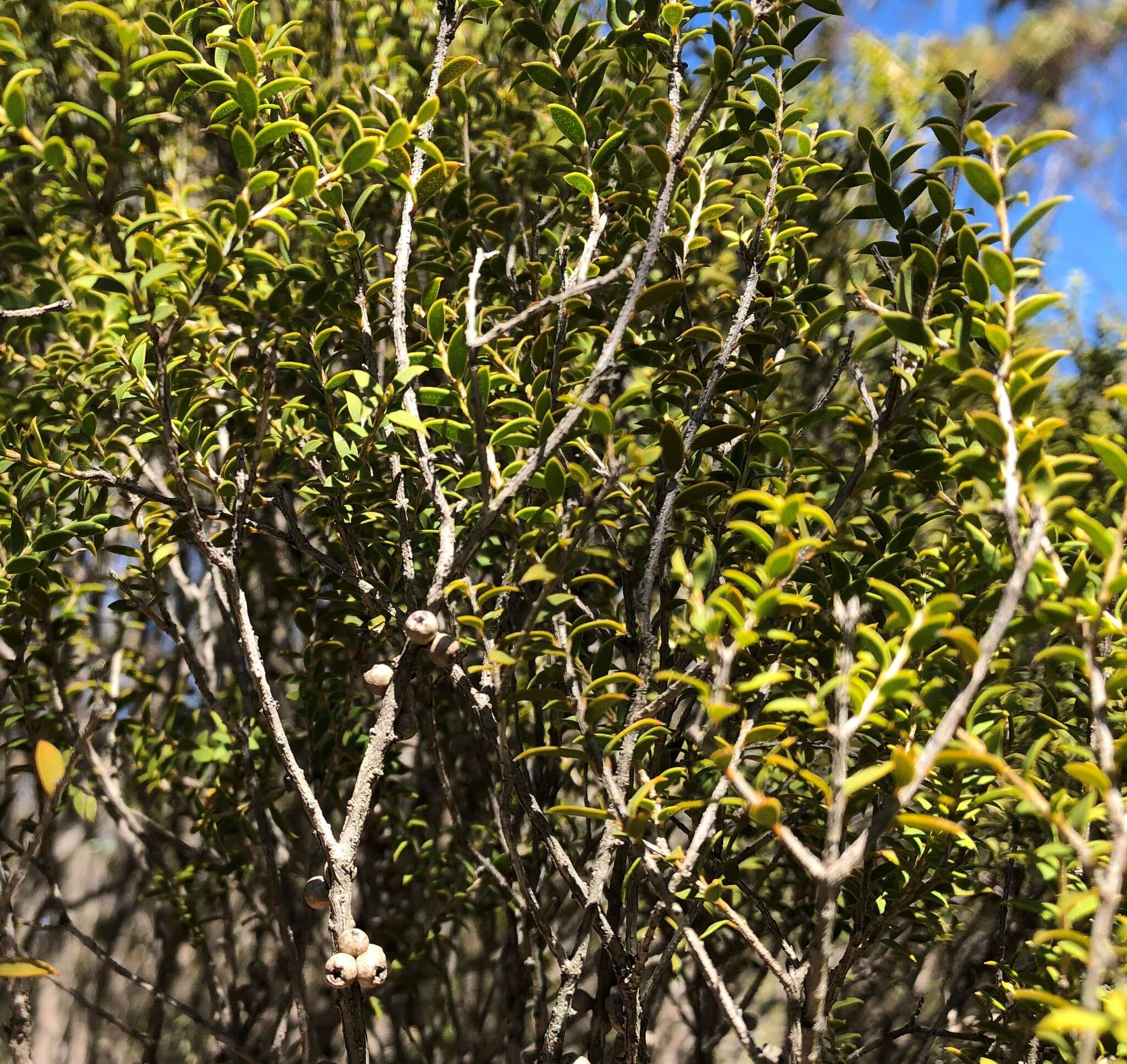 Sivun Melaleuca acuminata F. Müll. kuva