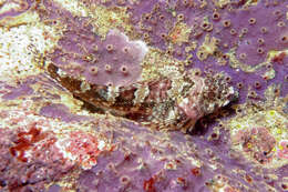 Image of New Zealand Scaly-headed Triplefin