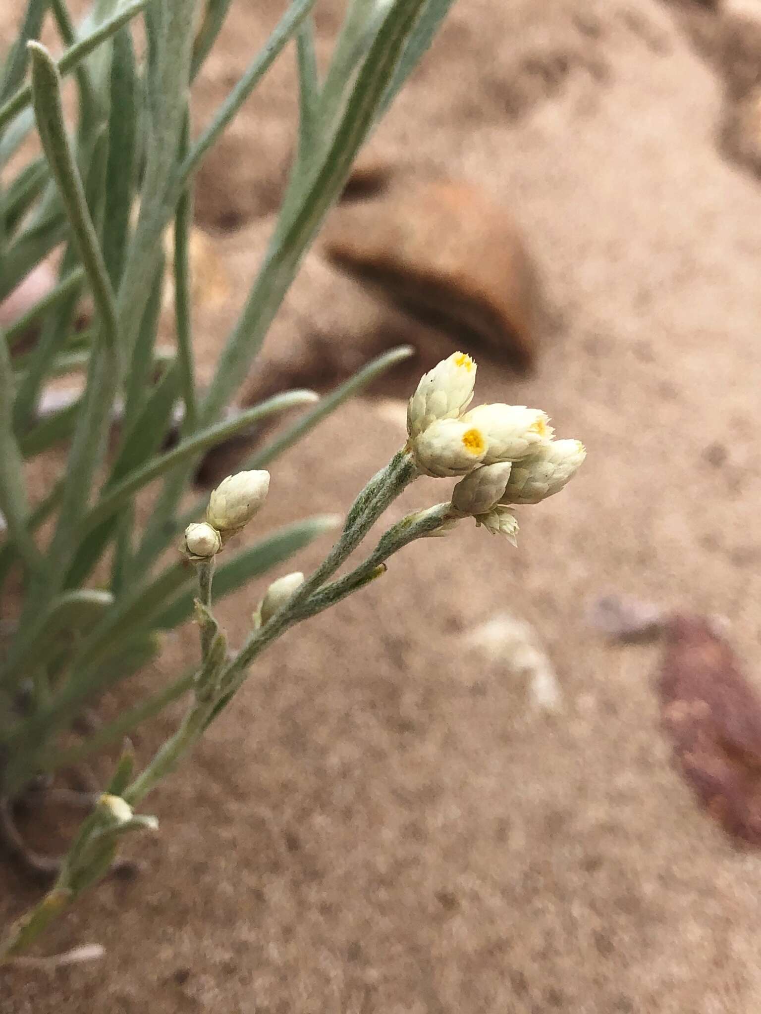 Image of Wright's cudweed