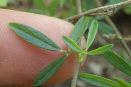 Plancia ëd Stylosanthes biflora (L.) Britton et al.