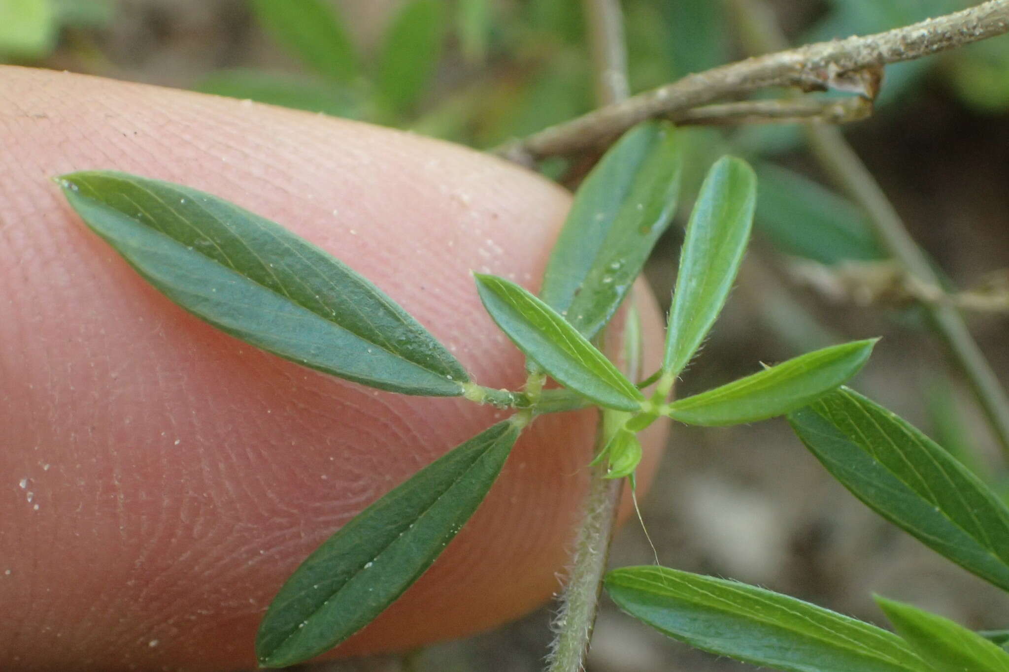 Image of sidebeak pencilflower