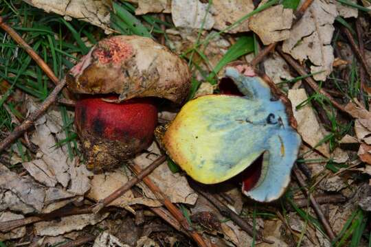 Image of ruddy bolete