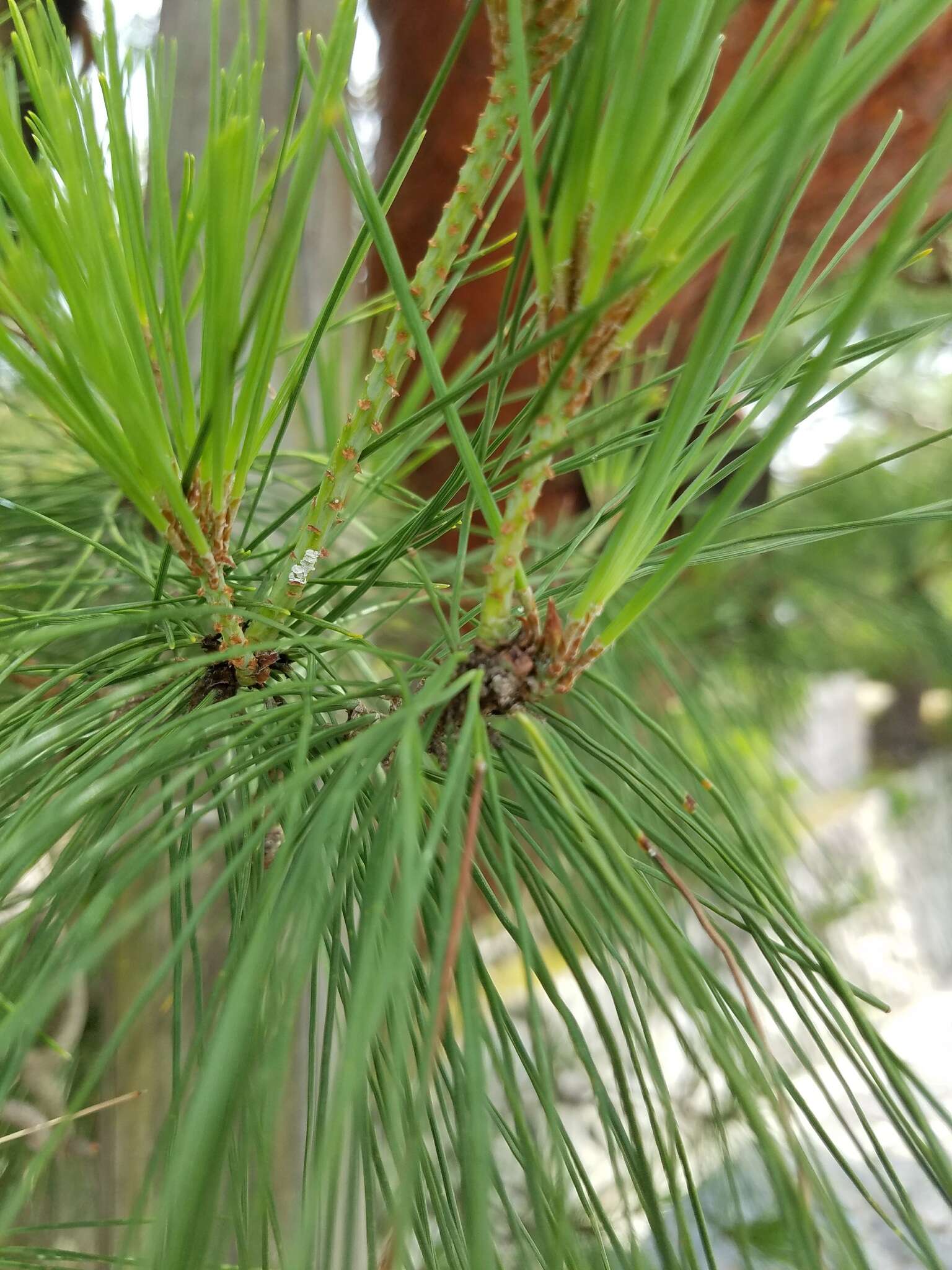 Image of Japanese Red Pine