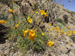 Image de Argylia radiata (L.) D. Don