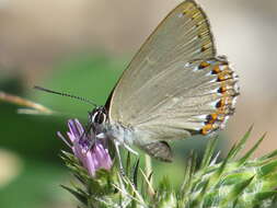 Image of Spanish Purple Hairstreak