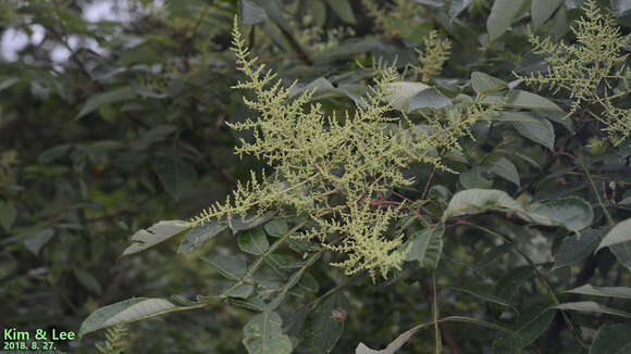 Sivun Rhus chinensis Mill. kuva