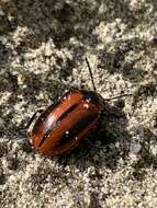 Image of Red Turnip Beetle