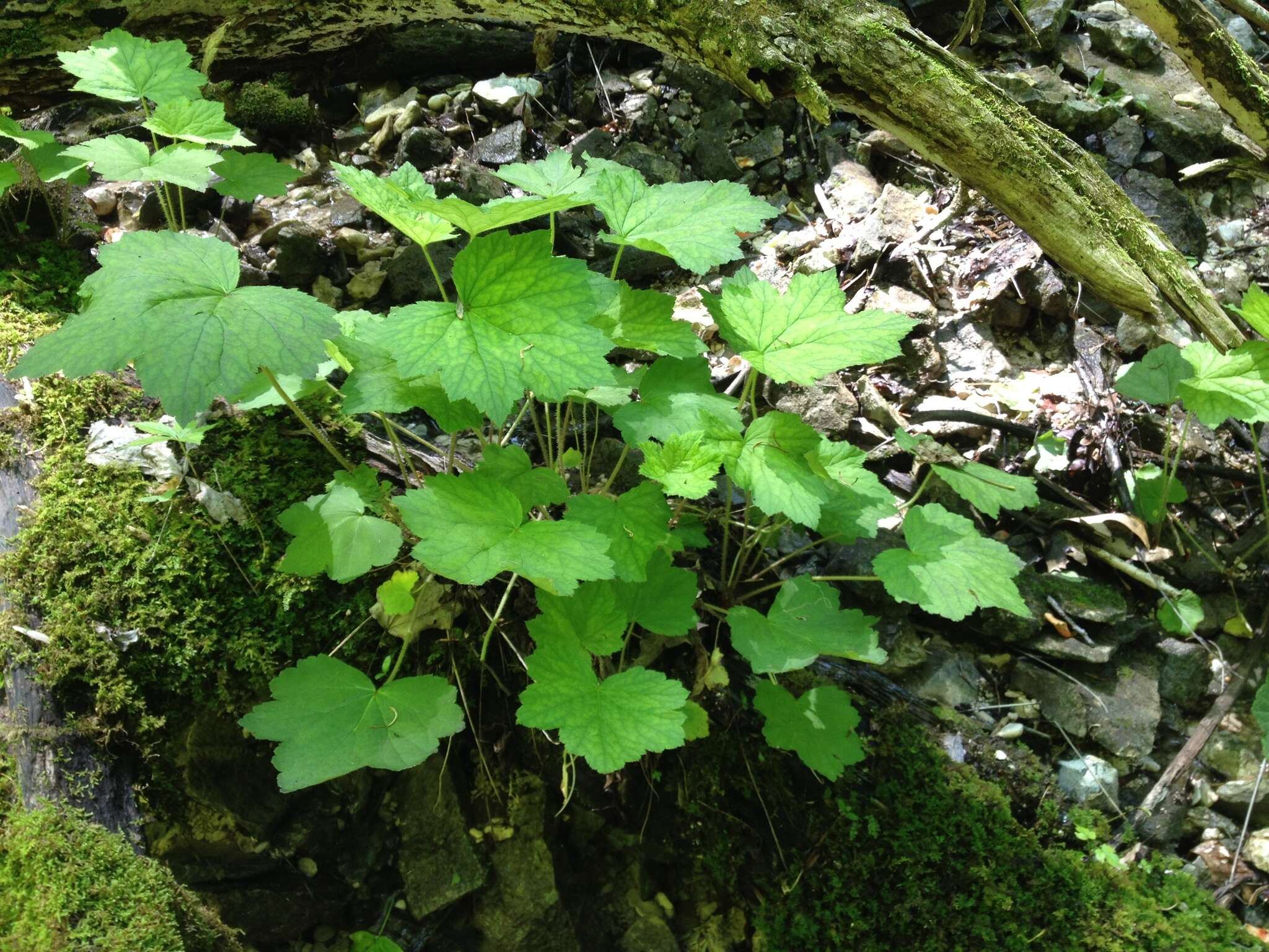 Image of hairy alumroot