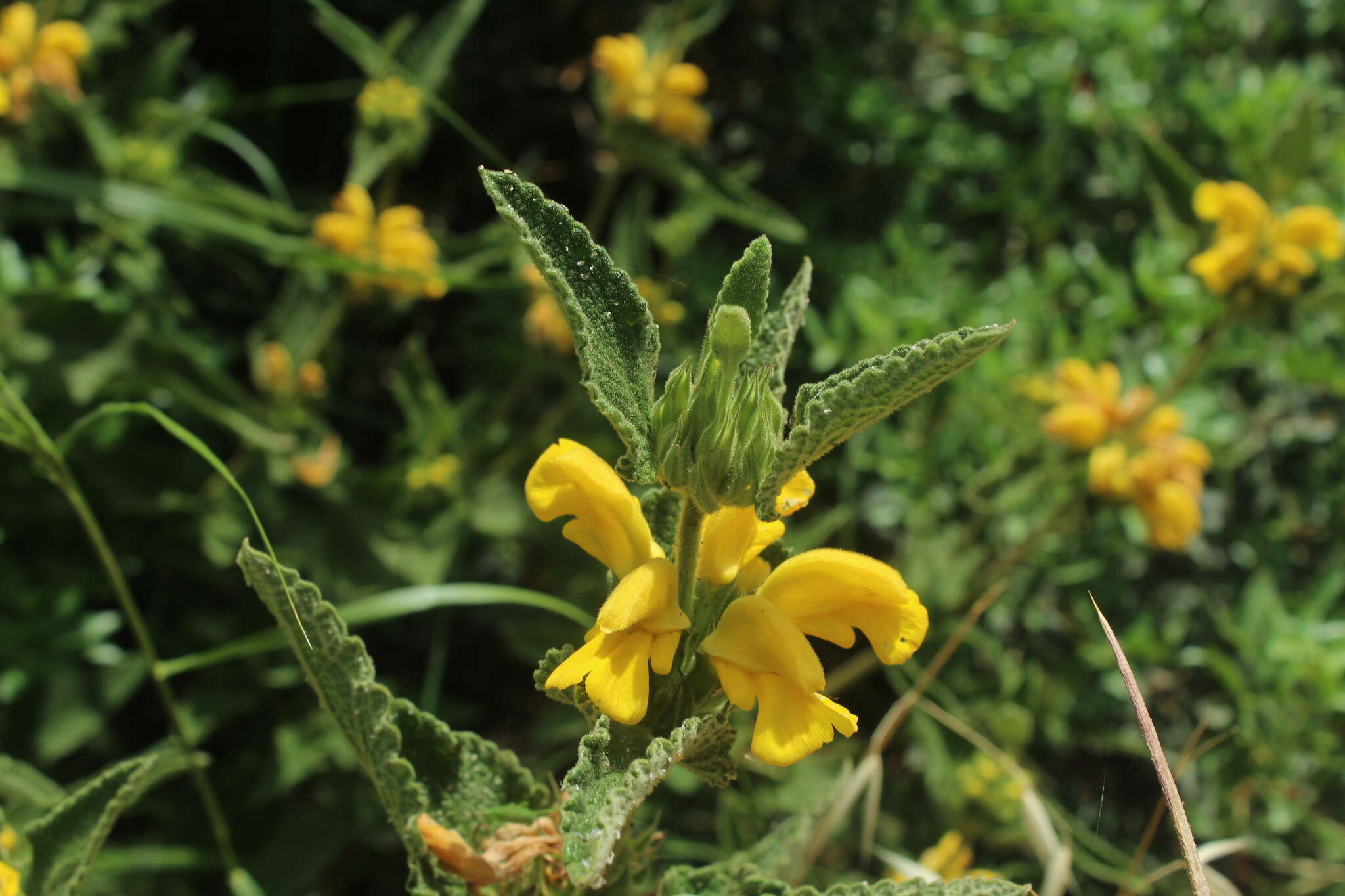 Image of Phlomis viscosa Poir.