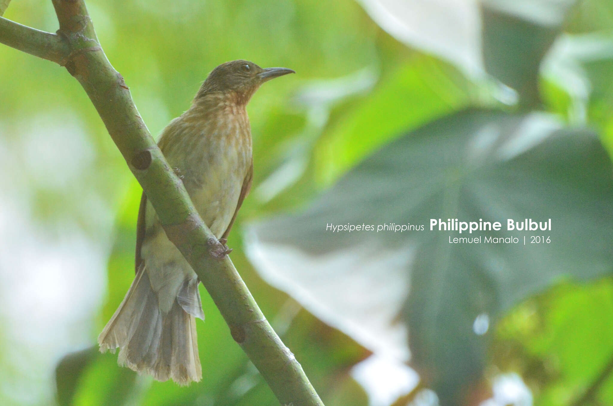 Слика од Hypsipetes philippinus (Forster & JR 1795)