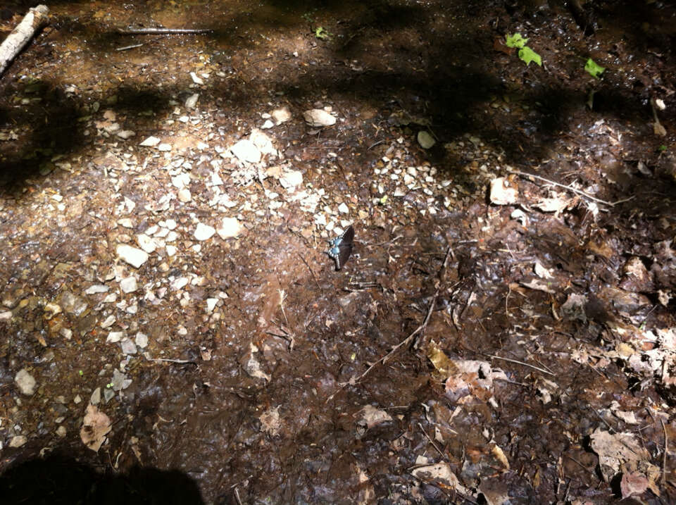 Image of Spicebush swallowtail