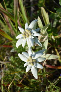 Image of Leontopodium palibinianum Beauv.