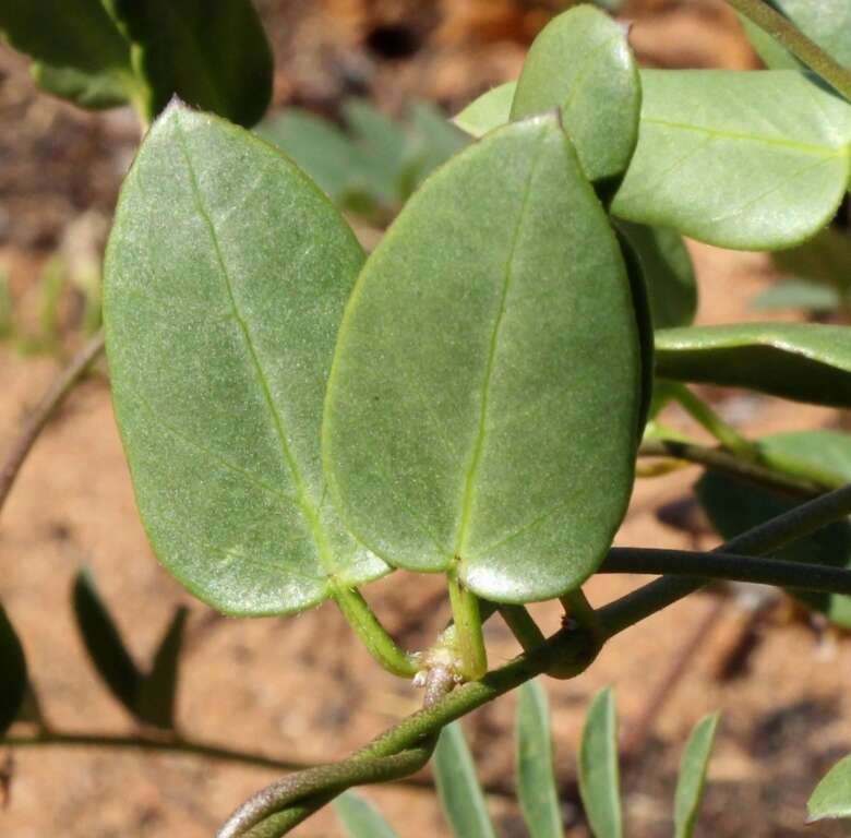 Image of Cynanchum africanum (L.) Hoffmgg.