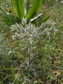 Image of Onosma graecum Boiss.