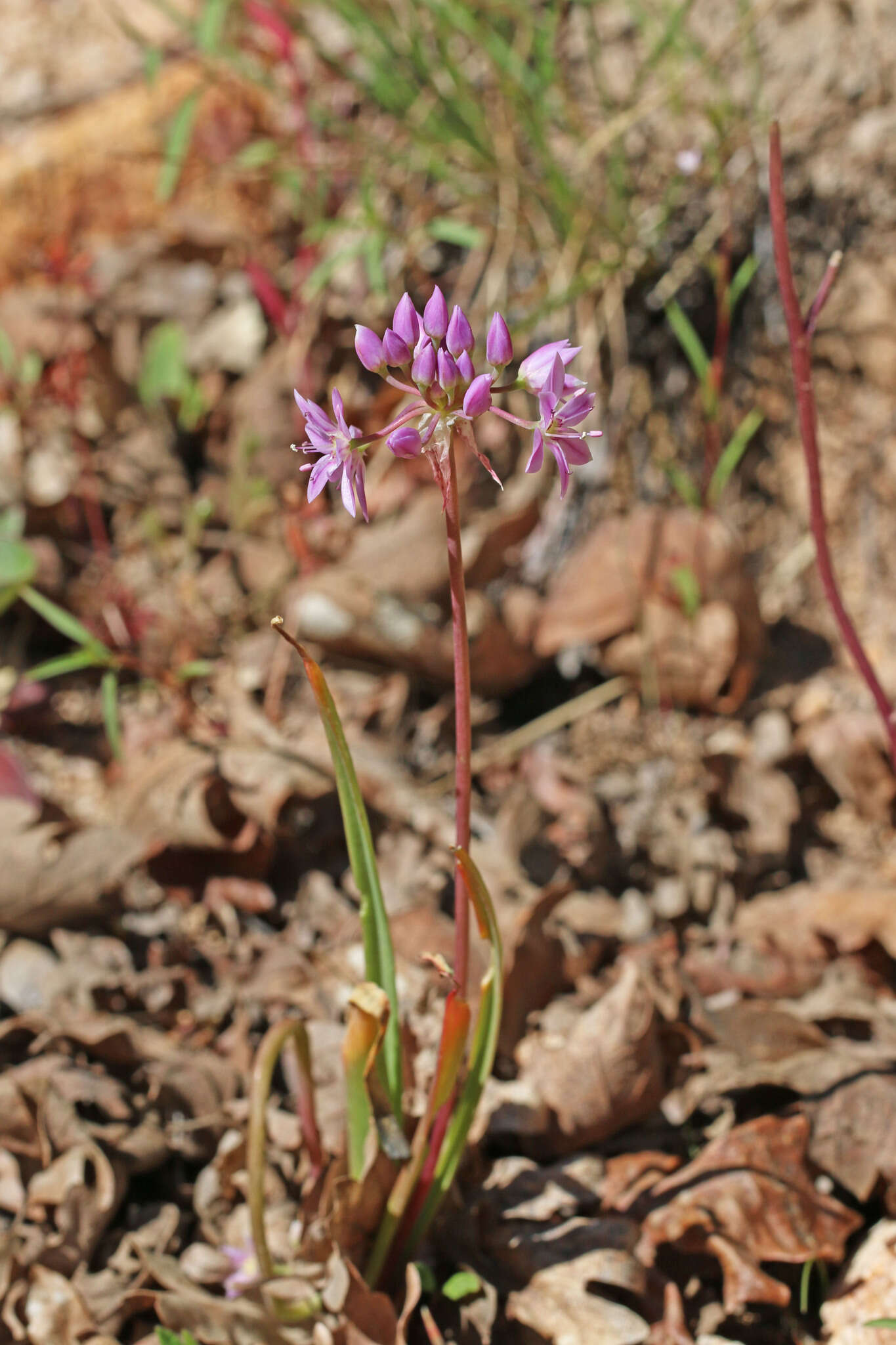 Sivun Allium bisceptrum var. bisceptrum kuva