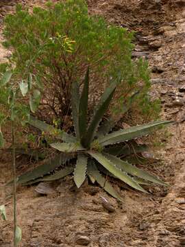 Image of Dyscritothamnus filifolius B. L. Rob.