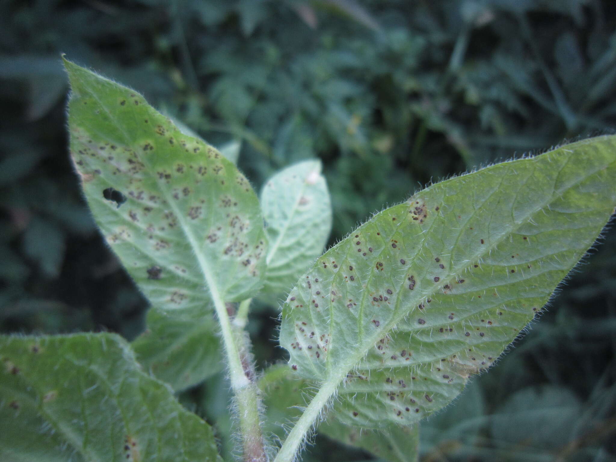 Image of Puccinia arenariae (Schumach.) J. Schröt. 1880