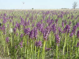 Image of Anacamptis morio subsp. picta (Loisel.) Jacquet & Scappat.