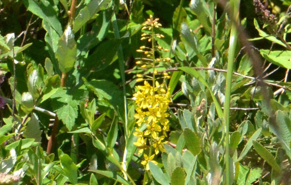 Imagem de Lysimachia terrestris (L.) Britton, Stern & Poggenb.