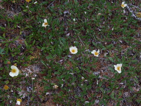 Image of Panarctic Mountain-Avens