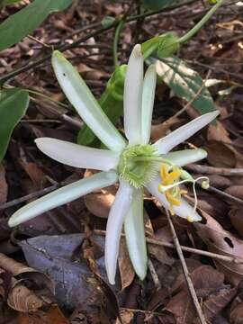 Image of Passiflora mucronata Lam.