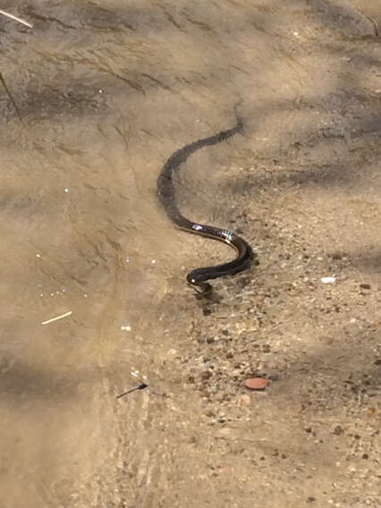 Image de Serpent-jarretiere À Deux Raies