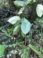 Image of Jasminanthes mucronata (Blanco) W. D. Stevens & P. T. Li