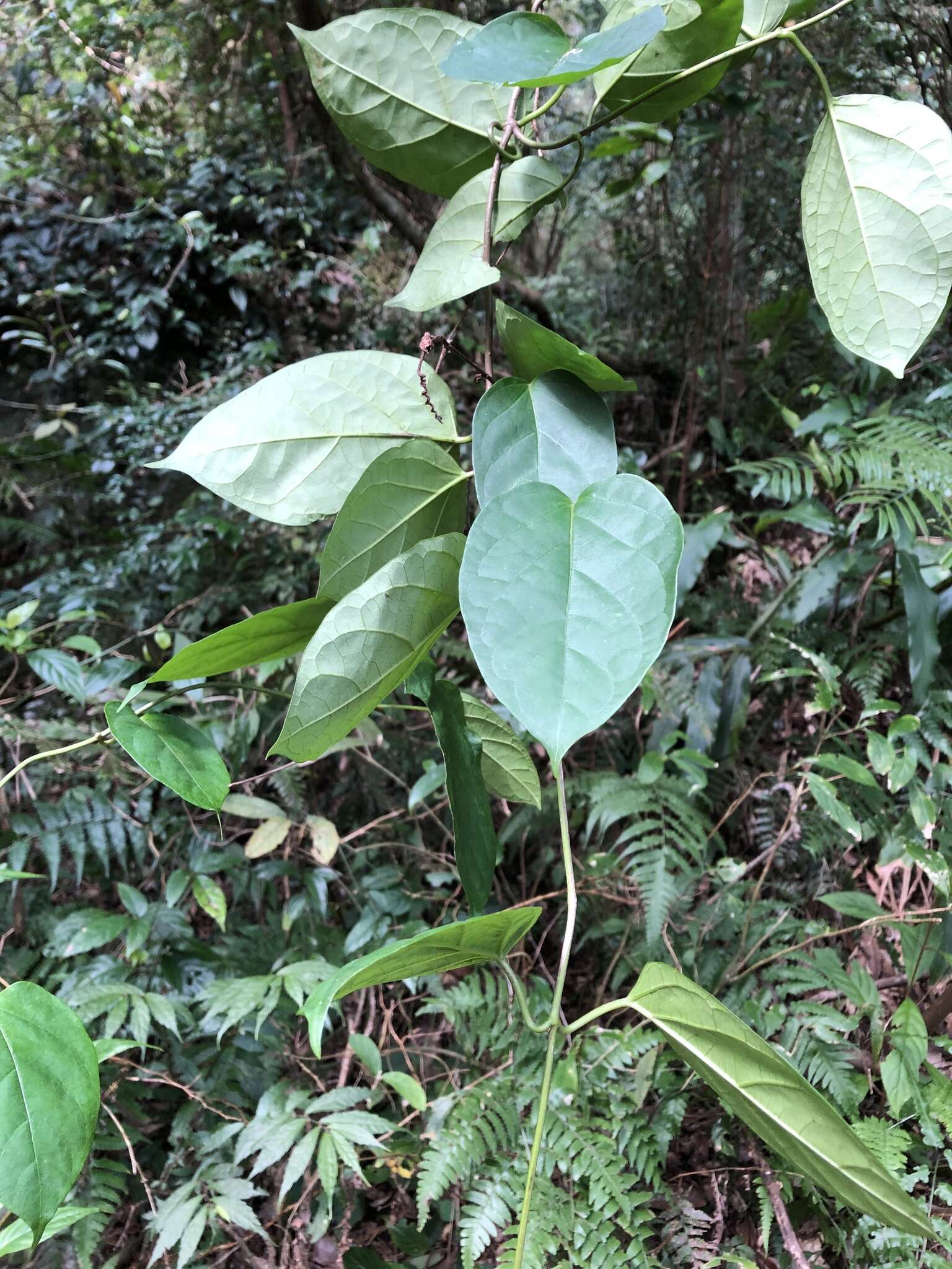 Image de Jasminanthes mucronata (Blanco) W. D. Stevens & P. T. Li