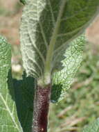 Image of Verbascum boerhavii L.