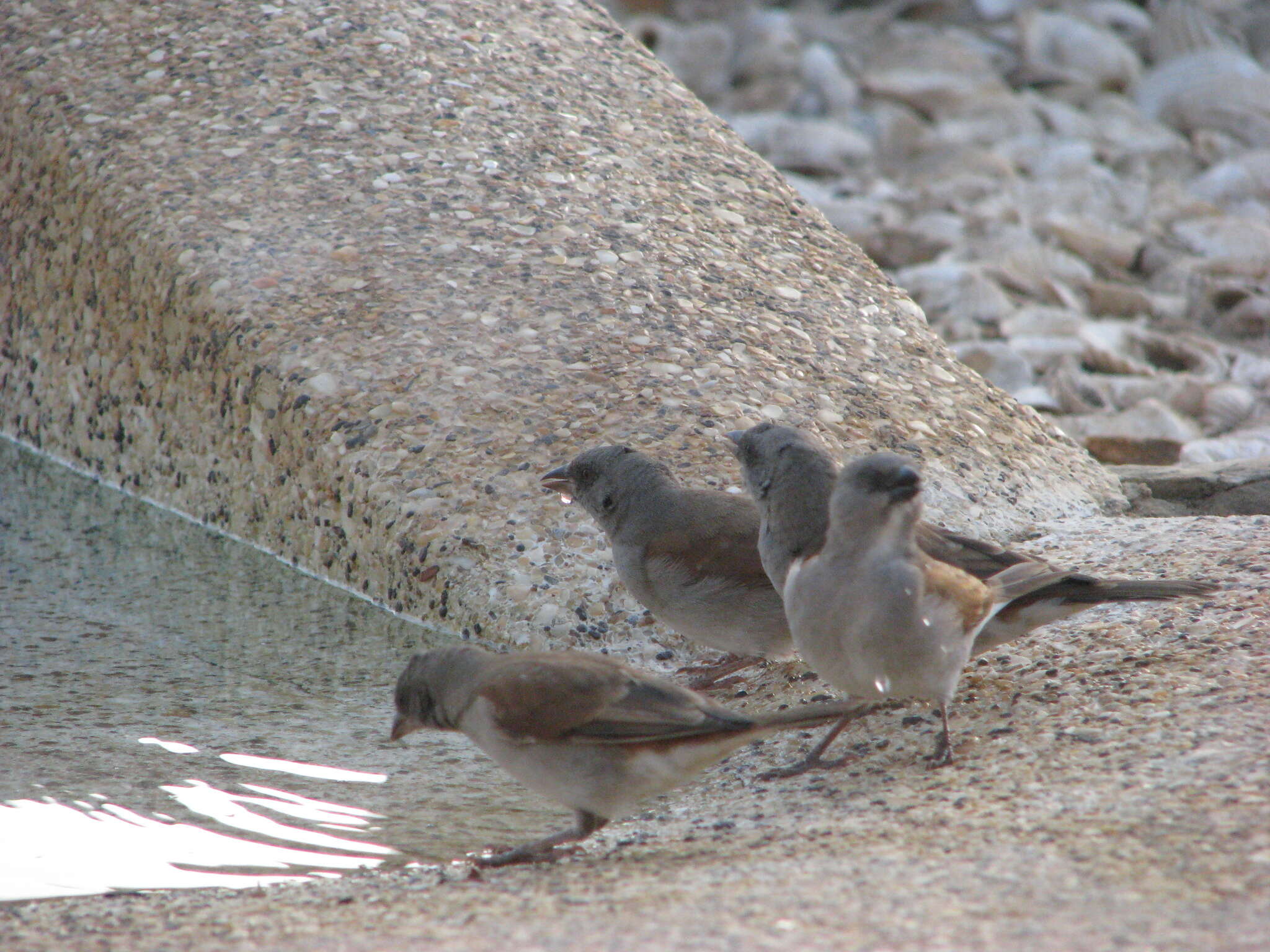 Image of Grey-headed Sparrow