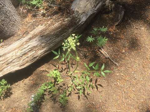 Image of Brewer's angelica