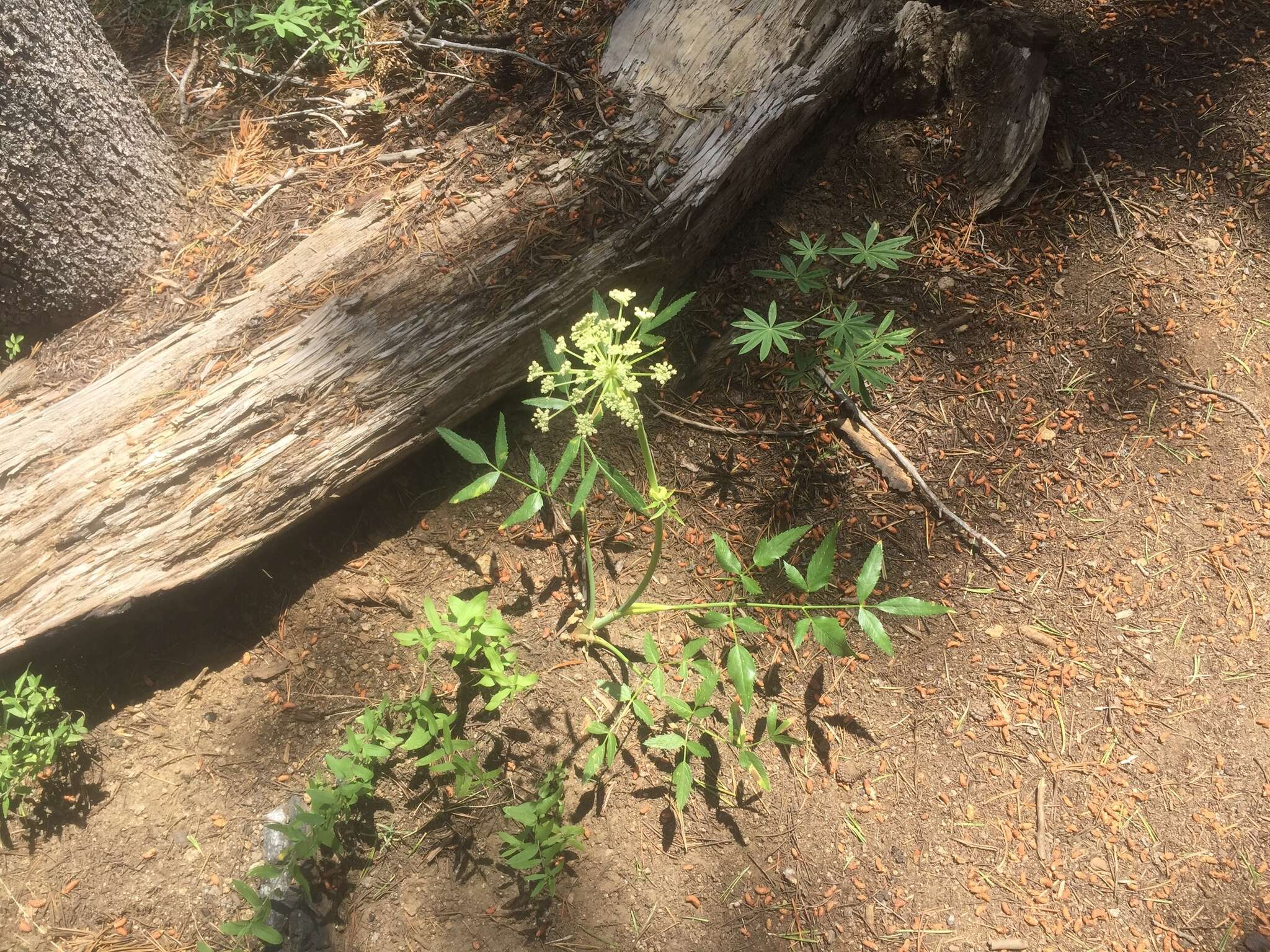 Image of Brewer's angelica