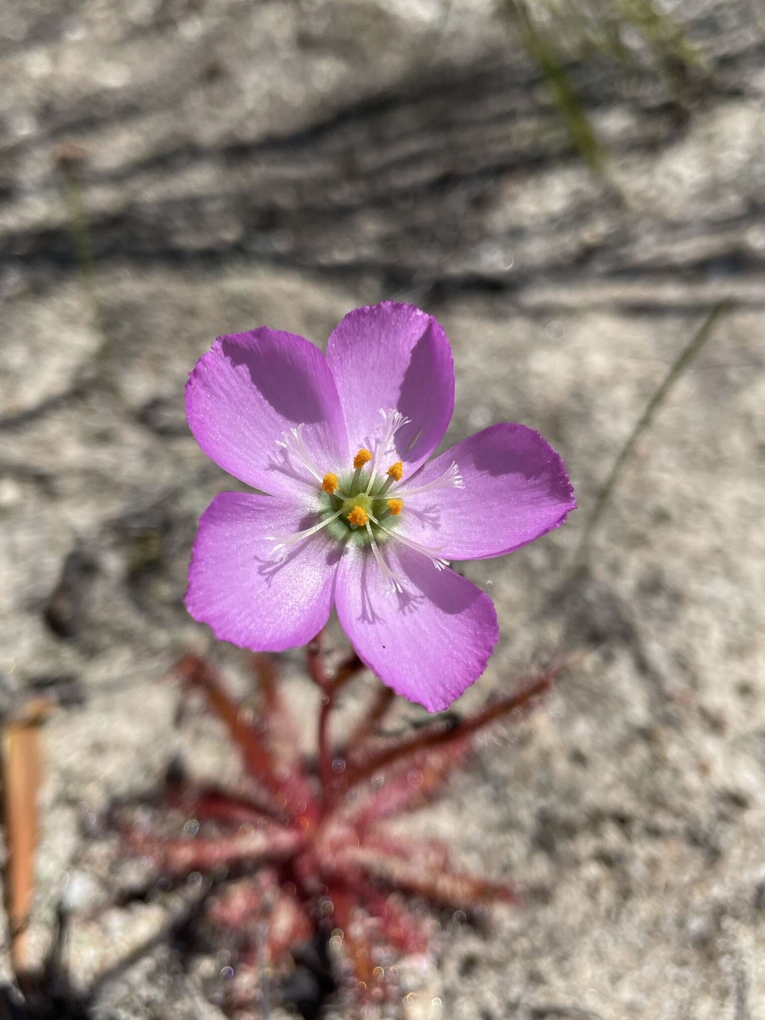 Image of <i>Drosera variegata</i> Debbert