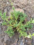 Image of Susanville beardtongue