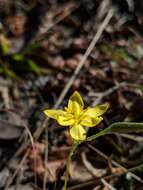 Image of fringed yellow star-grass