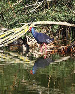 Image of Purple Swamphen