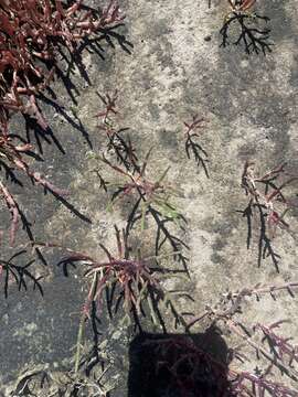 Image of Salicornia meyeriana Moss