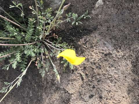 Image of tufted poppy