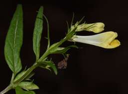 Image of Melampyrum pratense subsp. commutatum (Tausch ex A. Kern.) C. E. Britton