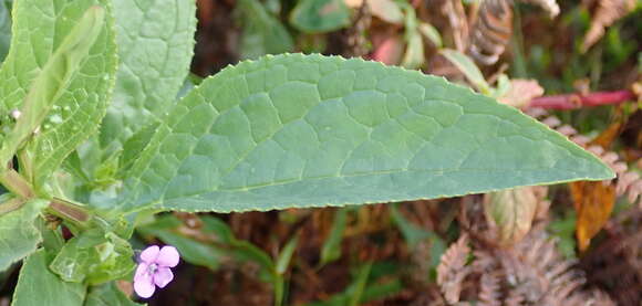 Image de Teedia lucida (Soland.) Rudolphi