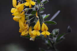 Image of Hairy Broom