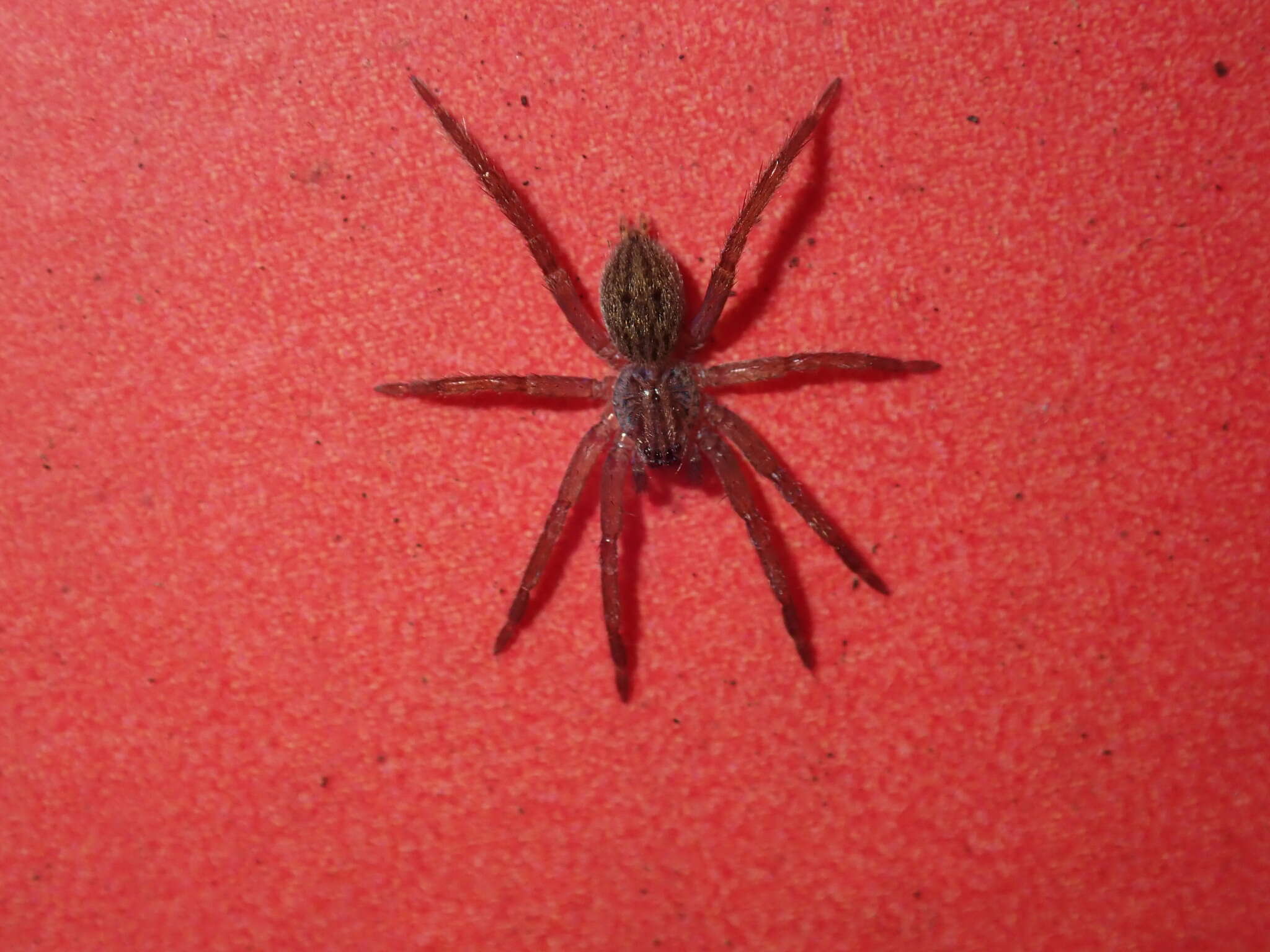 Image of Mituliodon tarantulinus (L. Koch 1873)