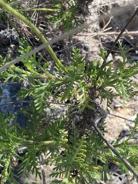 Image of Lavandula canariensis subsp. canariensis