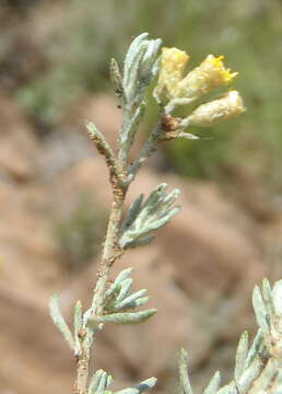 Image of Helichrysum dregeanum Harv. & Sond.