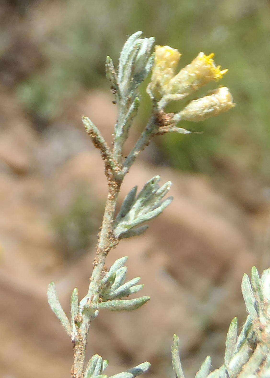 Image of Helichrysum dregeanum Harv. & Sond.