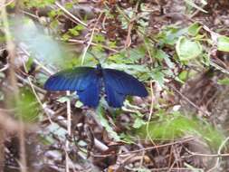 Image of Spangle Butterfly