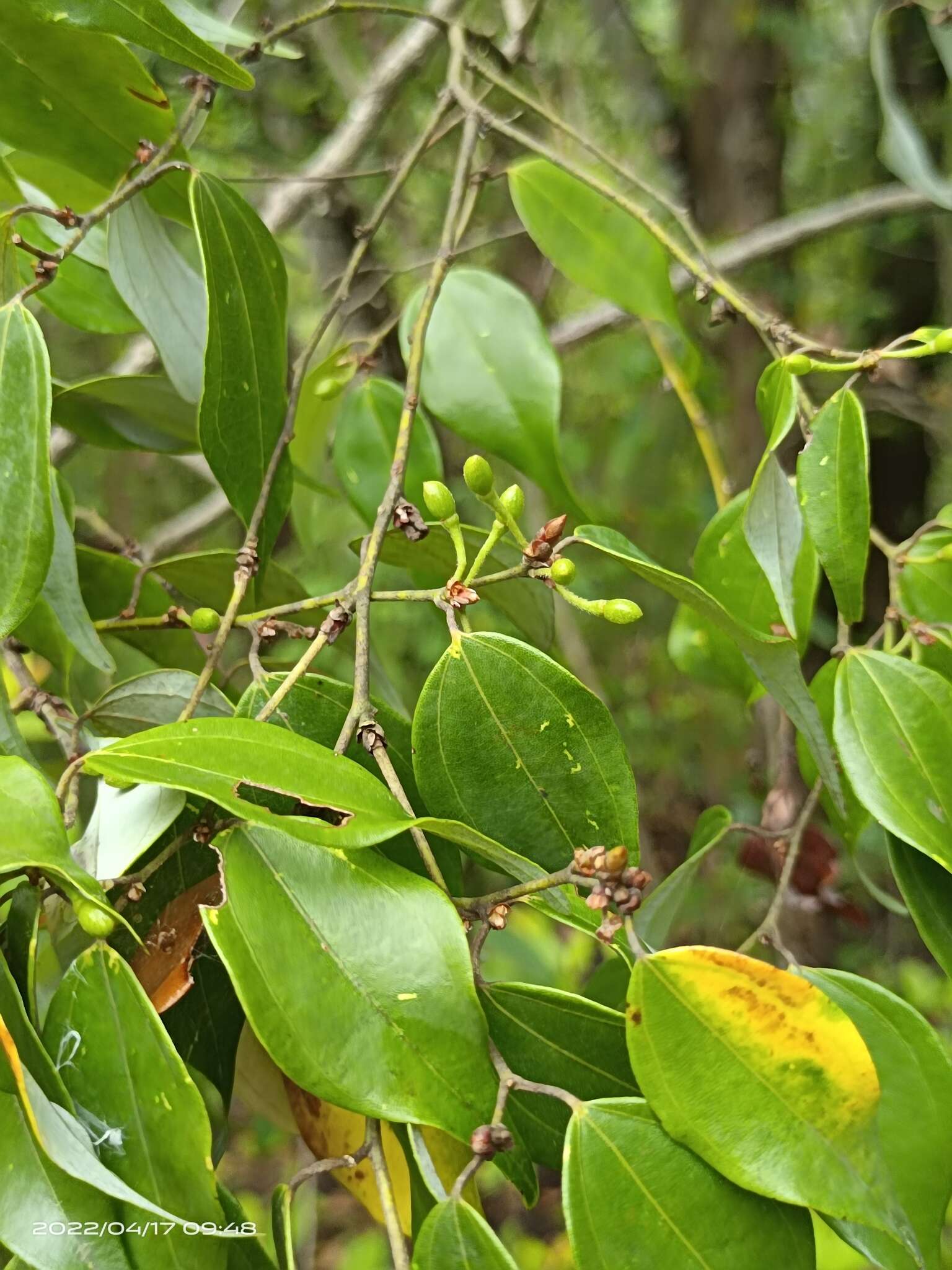 Image of Lindera aggregata (Sims) Kosterm.