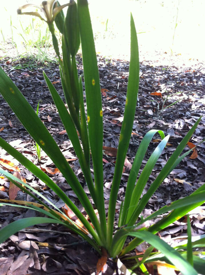 Image of stinking iris