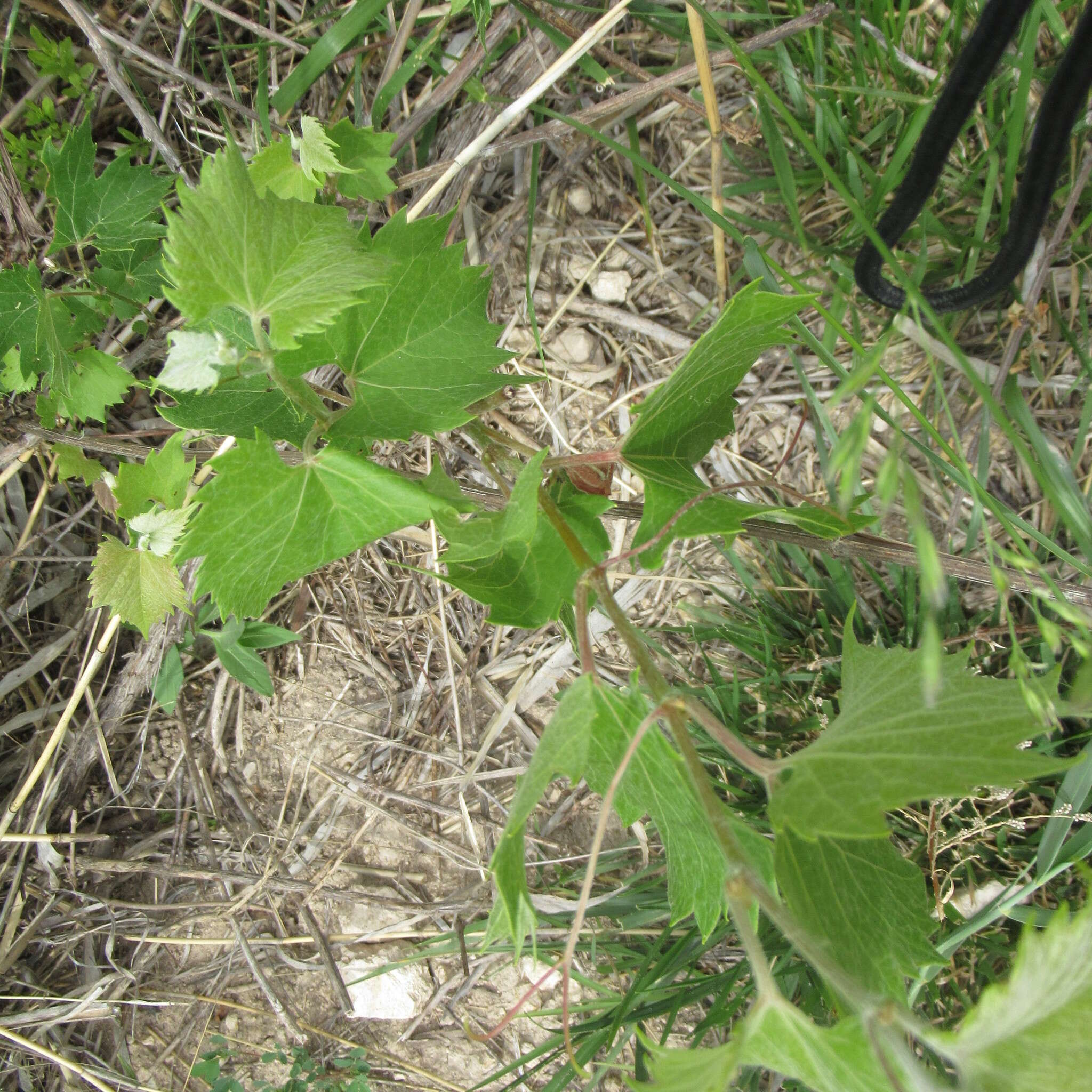 Plancia ëd Vitis acerifolia Raf.